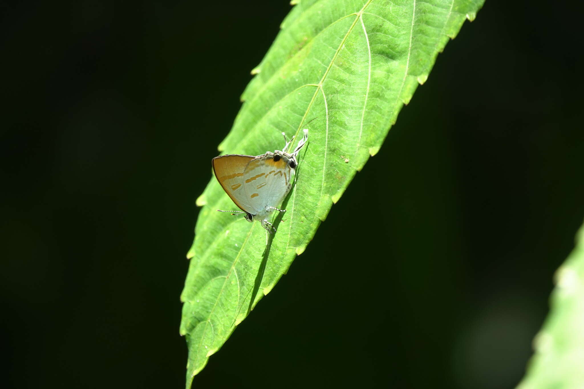 Слика од Hypolycaena thecloides (Felder 1860)