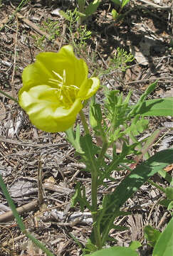 Imagem de Oenothera grandis (Britt.) Rydb.