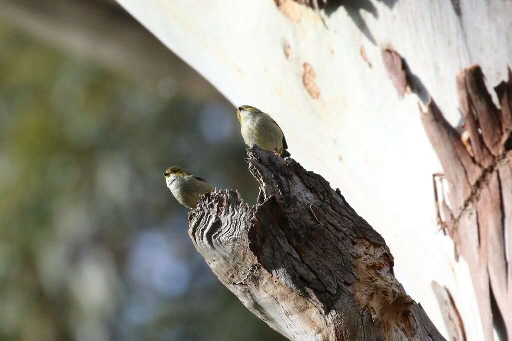 Image of Forty-spotted Pardalote