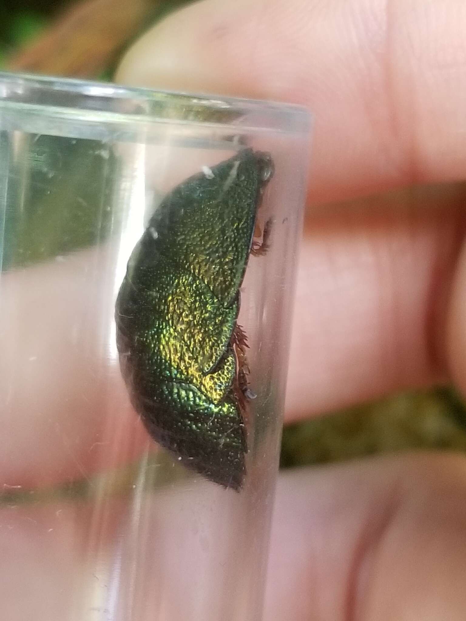 Image of Metallic Emerald Cockroach