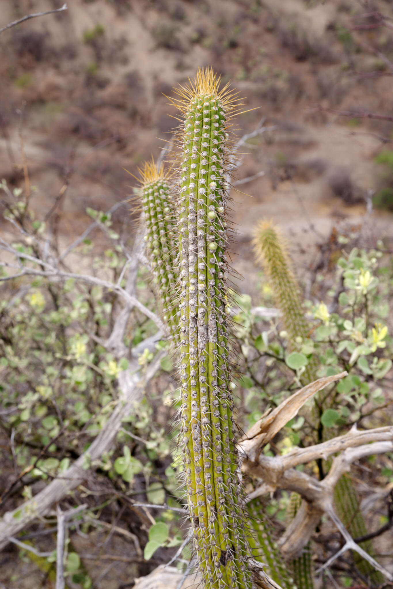 Imagem de Cleistocactus tominensis subsp. micropetalus (F. Ritter) Mottram