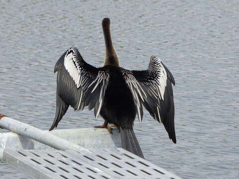 Plancia ëd Anhinga anhinga leucogaster (Vieillot 1816)