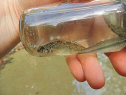 Imagem de Etheostoma blennioides Rafinesque 1819