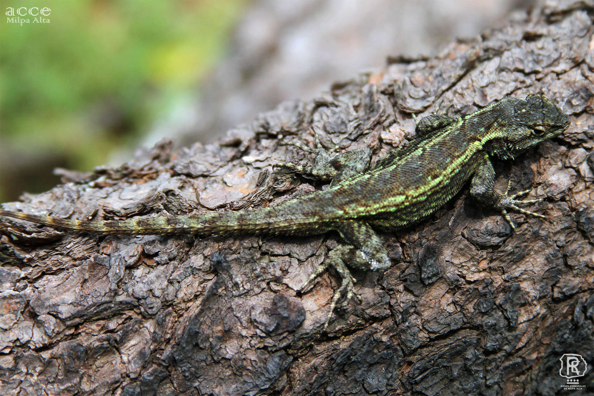 Image of Anahuacan Bunchgrass Lizard