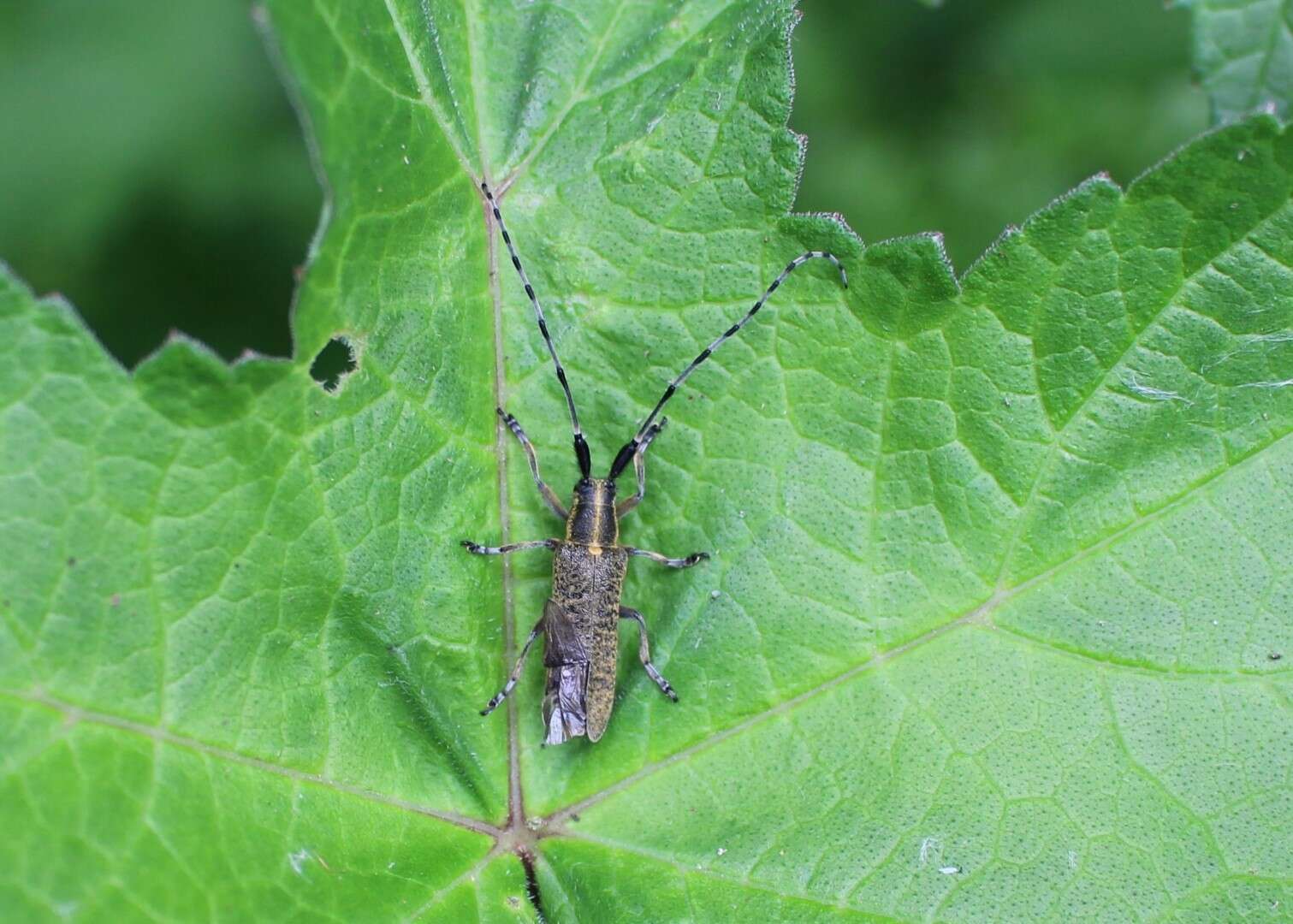 Image of Agapanthia (Epoptes) villosoviridescens (Degeer 1775)