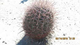 Image of California Barrel Cactus