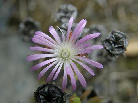 Image of Erepsia oxysepala (Schltr.) L. Bol.