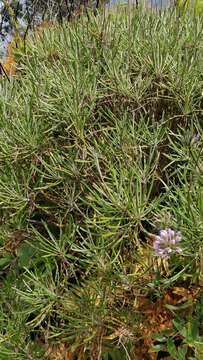 Plantago arborescens Poir. resmi