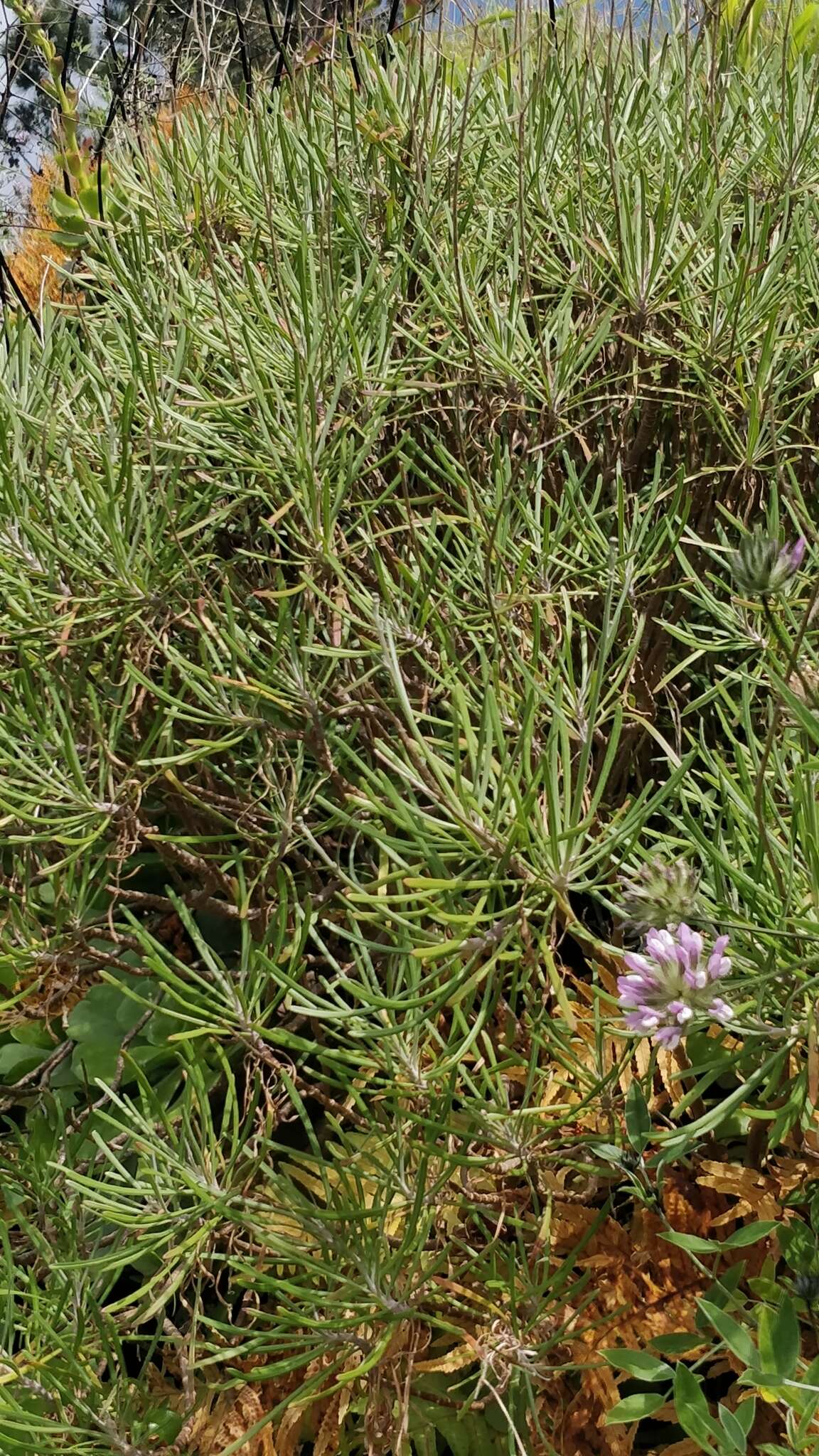 Plantago arborescens subsp. maderensis (Decne.) A. Hansen & Kunk. resmi