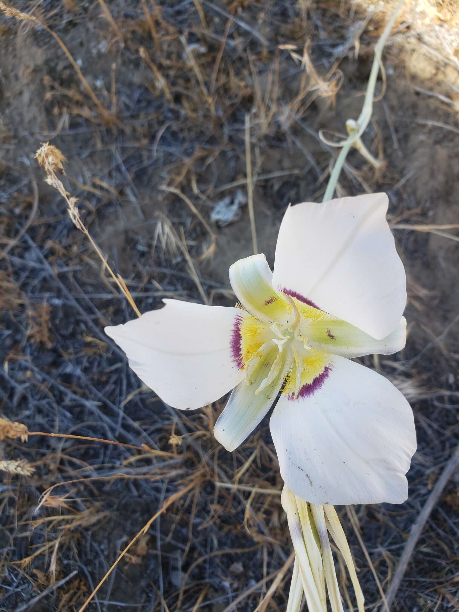 Image of Nez Perce mariposa lily