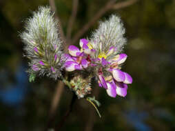 Image of oakwoods prairie clover