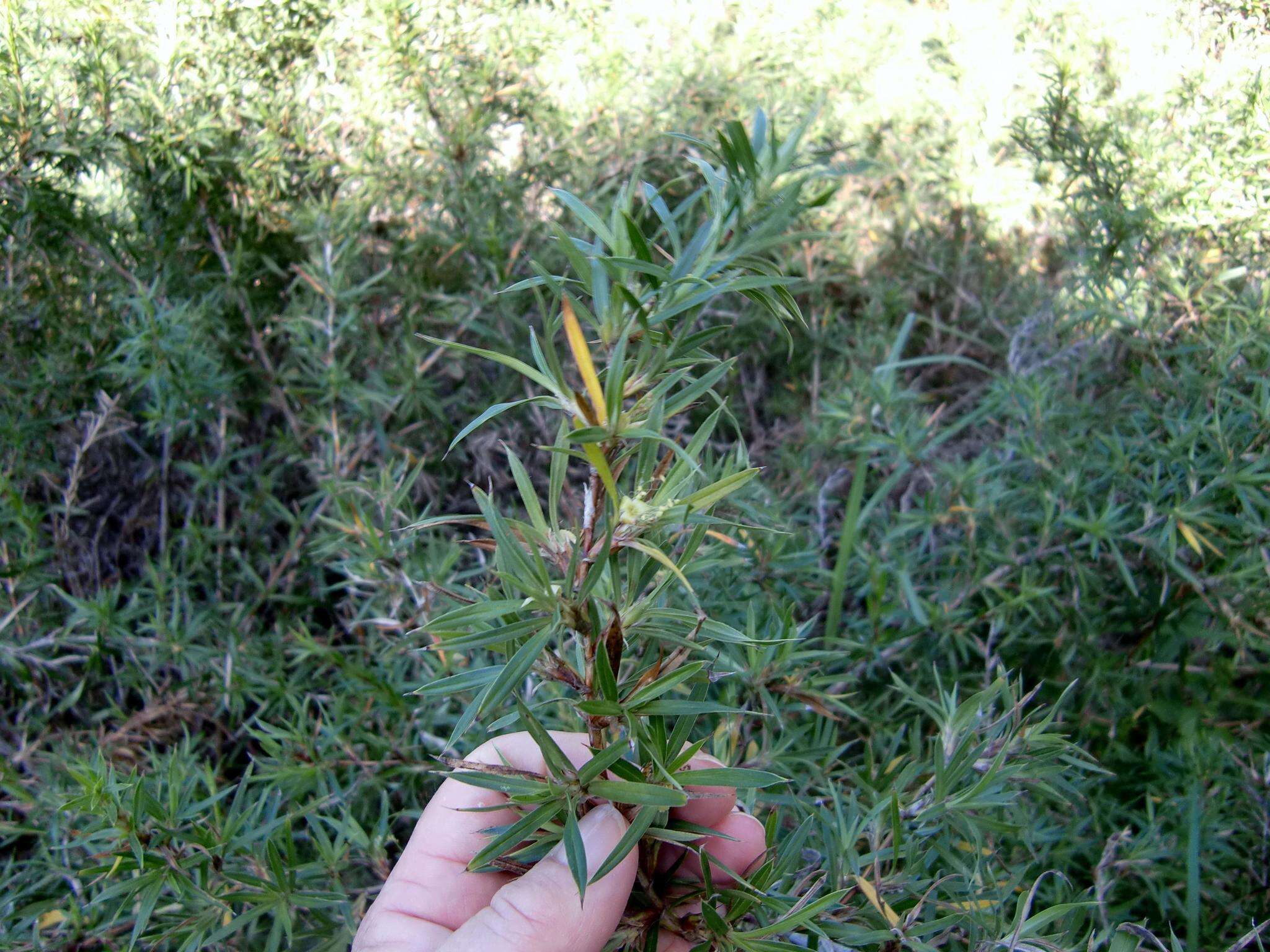 Image of Cliffortia longifolia (Eckl. & Zeyh.) Weim.