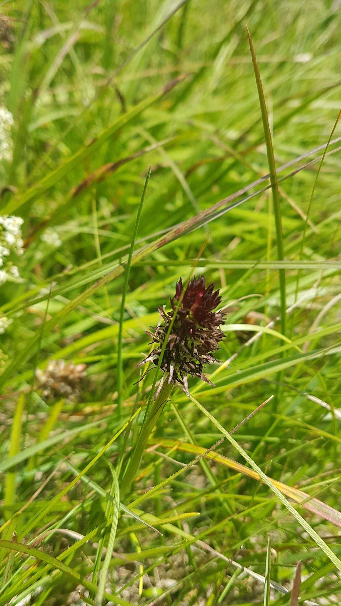 صورة Gymnadenia rhellicani (Teppner & E. Klein) Teppner & E. Klein