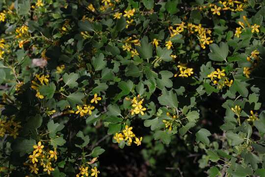 Image of golden currant