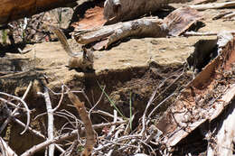 Image of Yellow-pine Chipmunk
