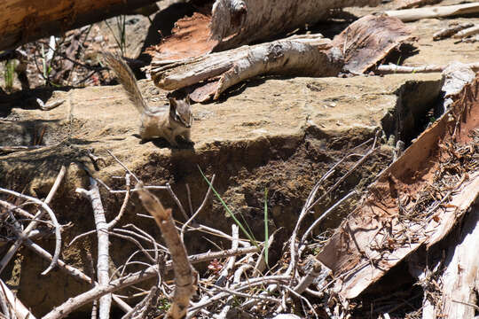 Image of Yellow-pine Chipmunk