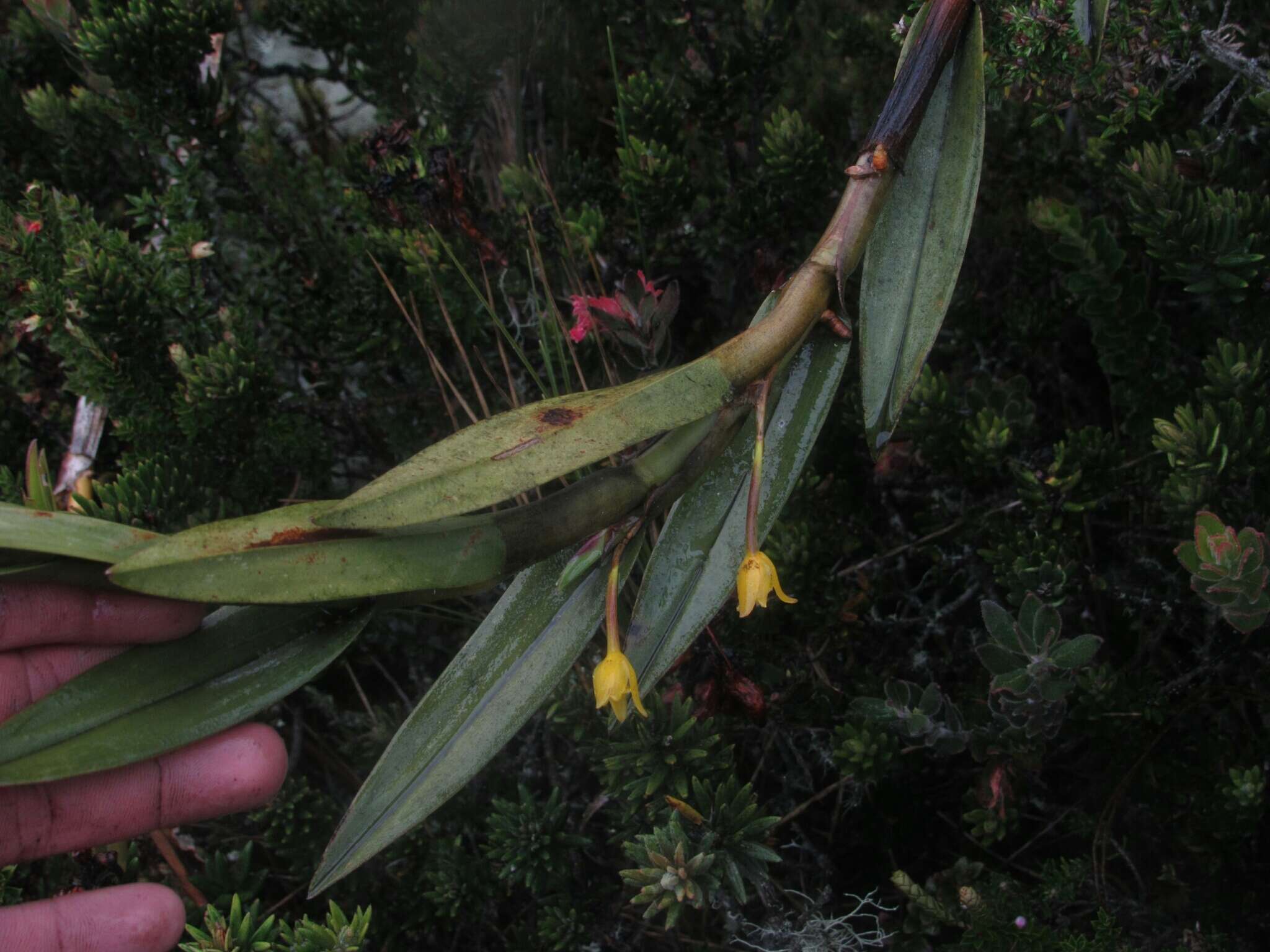 Image of Maxillaria aurea (Poepp. & Endl.) L. O. Williams