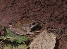 Image of Siam Frog; Black-eared Frog