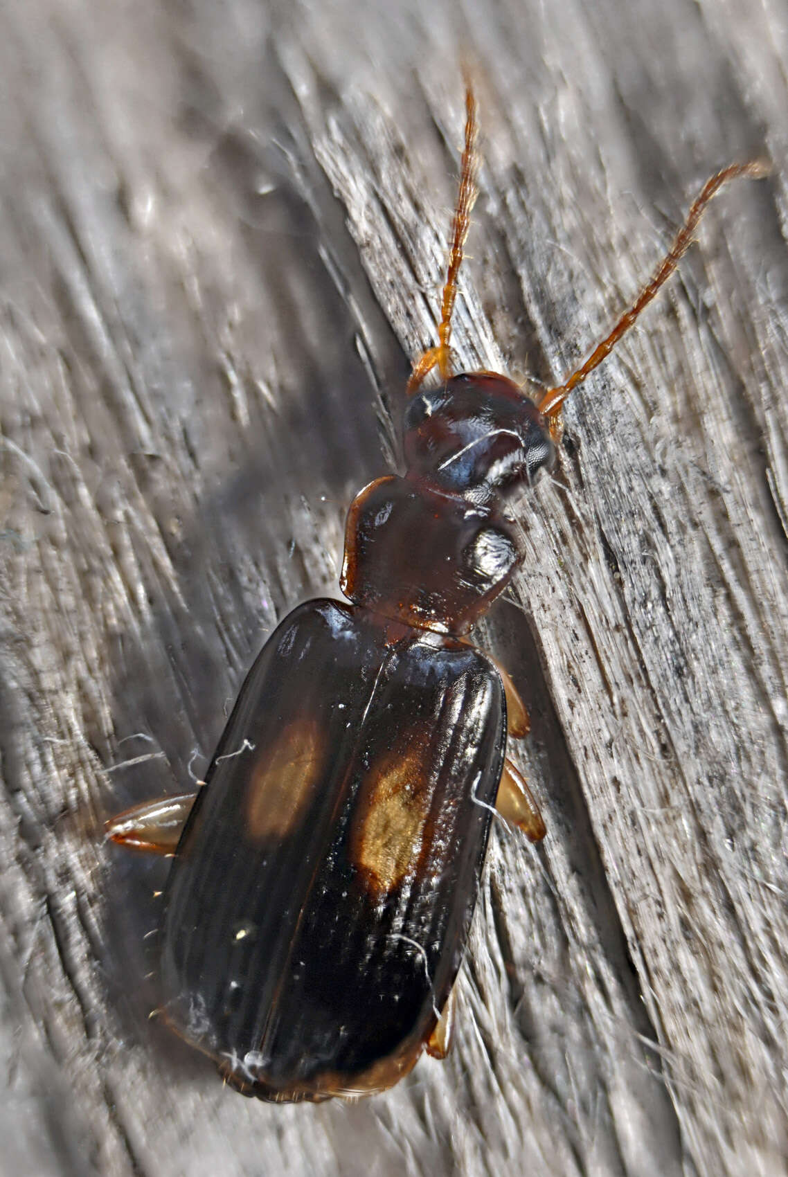 Слика од Dromius (Dromius) fenestratus (Fabricius 1794)