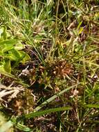 Imagem de Euphrasia antarctica Benth.