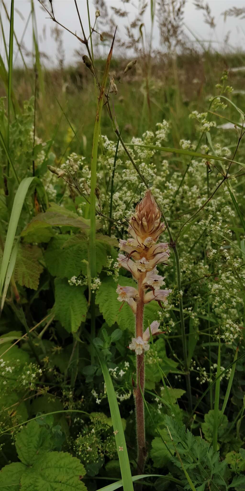 Image of oxtongue broomrape