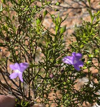 Image de Eremophila drummondii F. Muell.