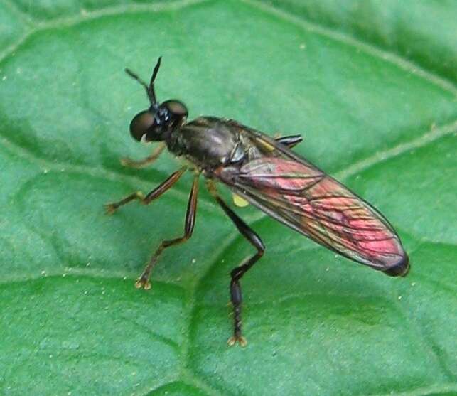 Image of Dioctria hyalipennis (Fabricius 1794)