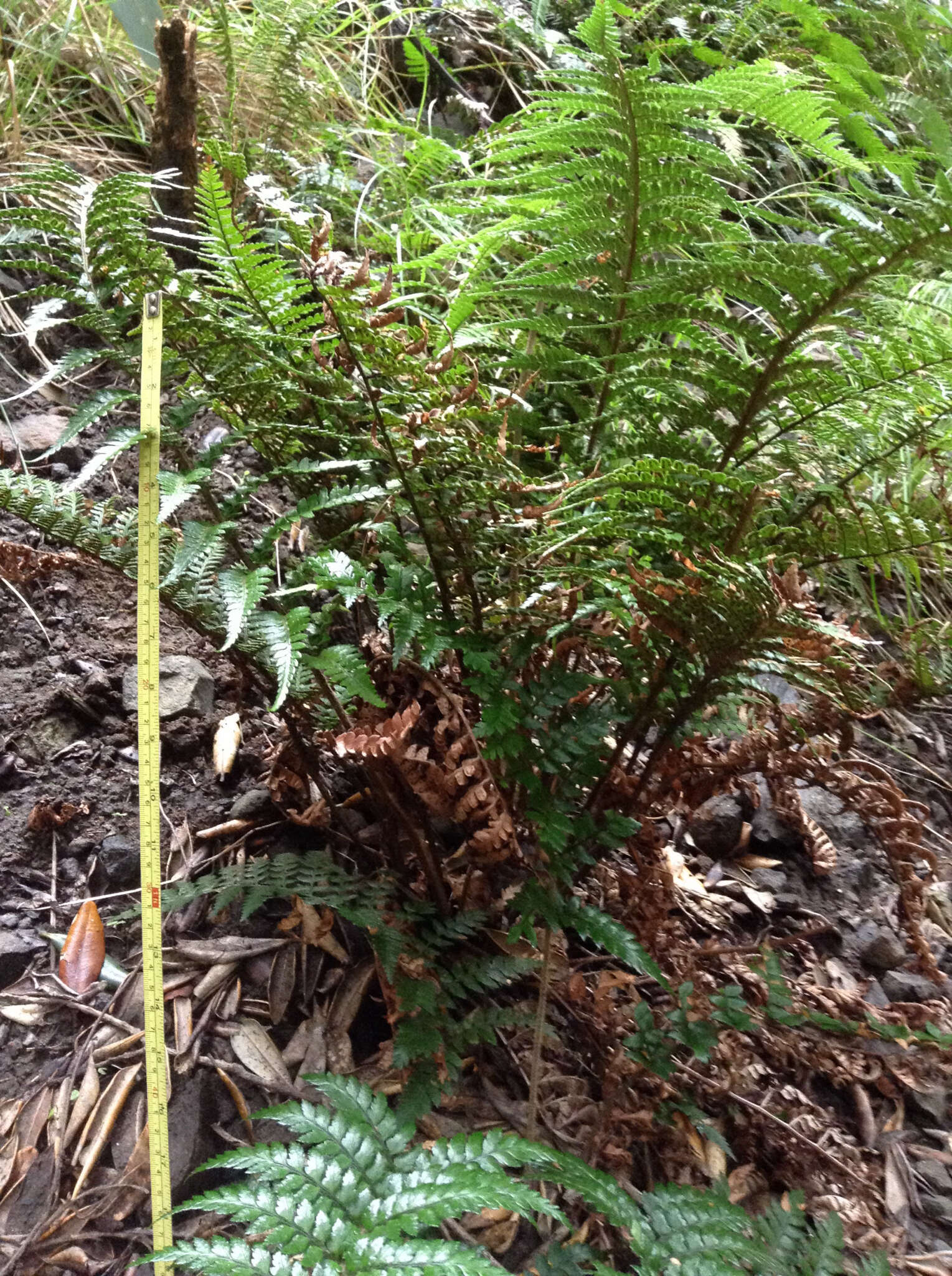 Image of Polystichum wawranum (Szyszyl.) Perrie