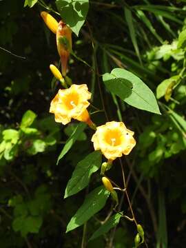 Ipomoea aurantiaca L. O. Williams resmi