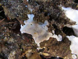 Image of Cinereomyces