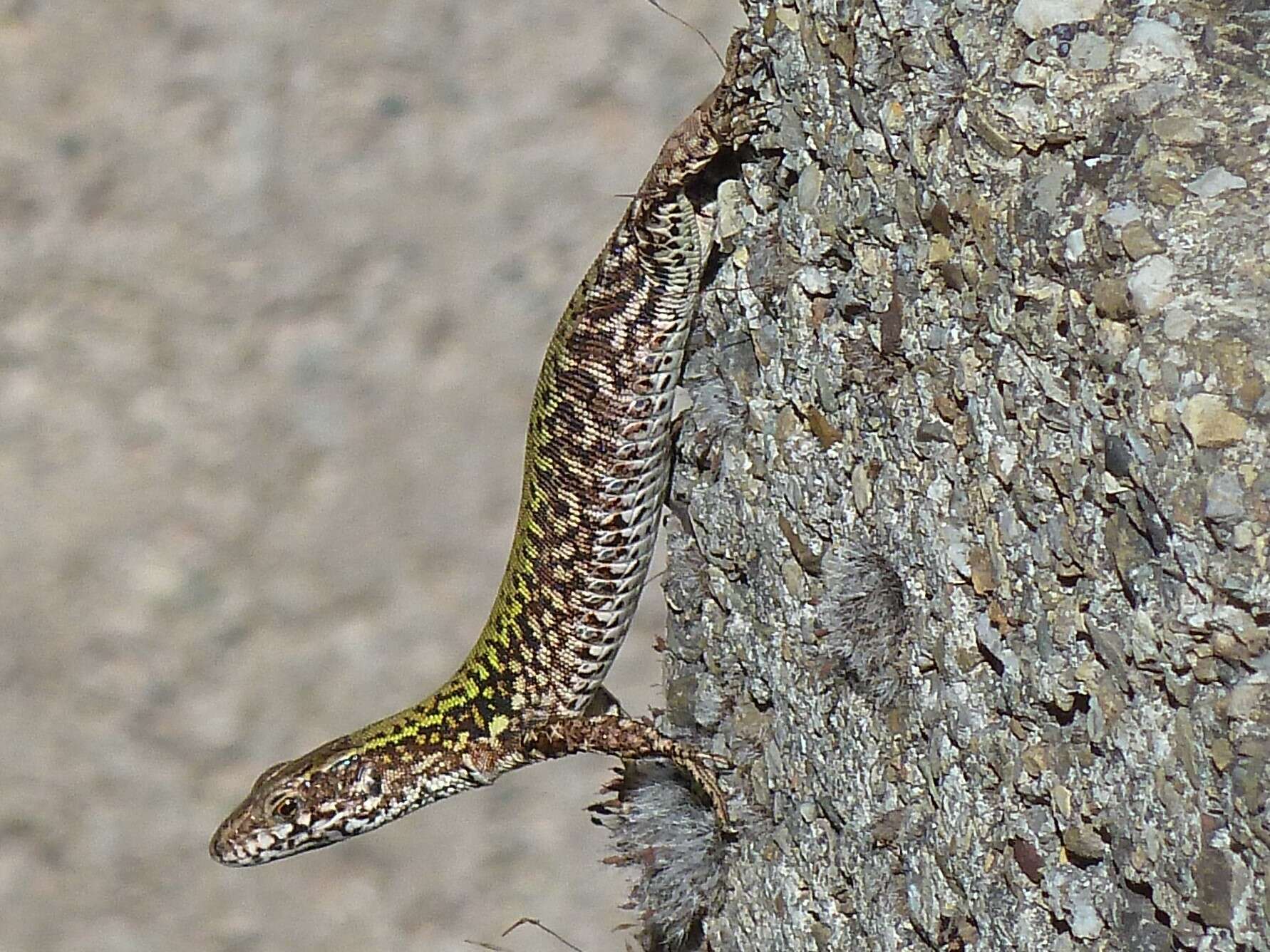 Image of Podarcis muralis nigriventris Bonaparte 1838