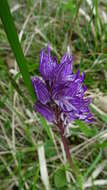 Image of Orchis angusticruris Franch.