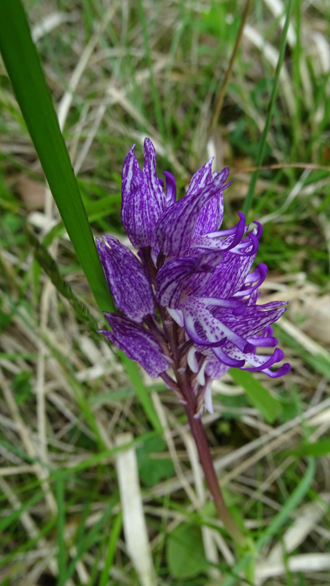 Image of Orchis angusticruris Franch.