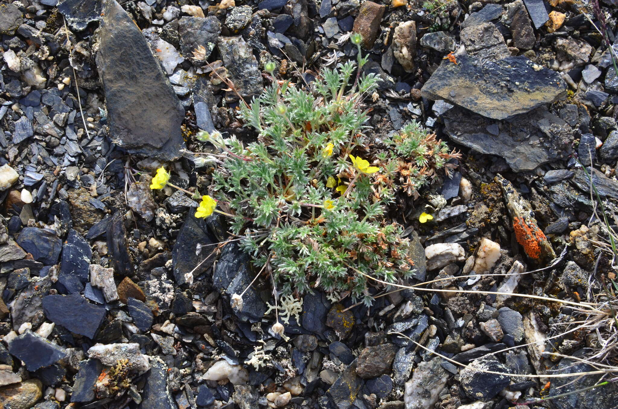 Image of Potentilla anachoretica Sojak