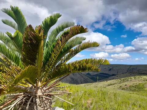 Image of Suurberg Cycad