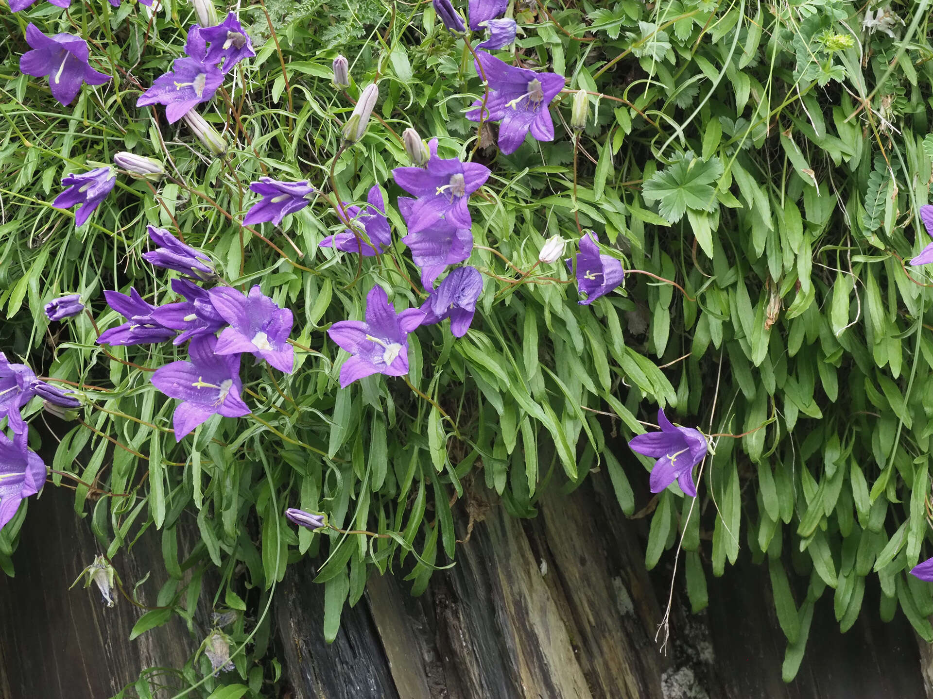 Image of Campanula saxifraga subsp. aucheri (A. DC.) Ogan.