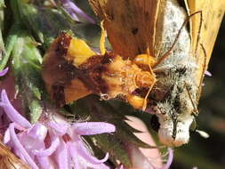 Image of Phymata americana coloradensis Melin 1930