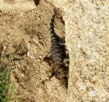 Image of Granite Spiny Lizard