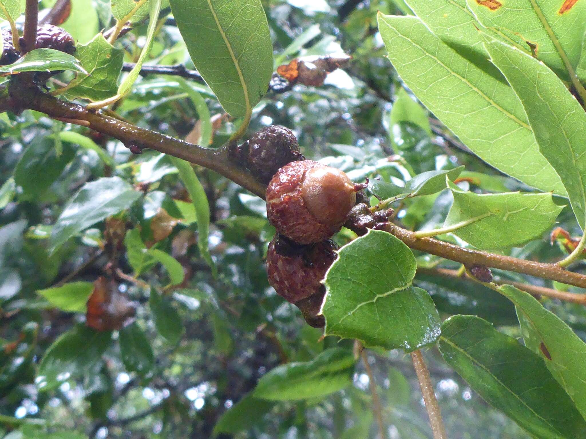 Image of interior live oak