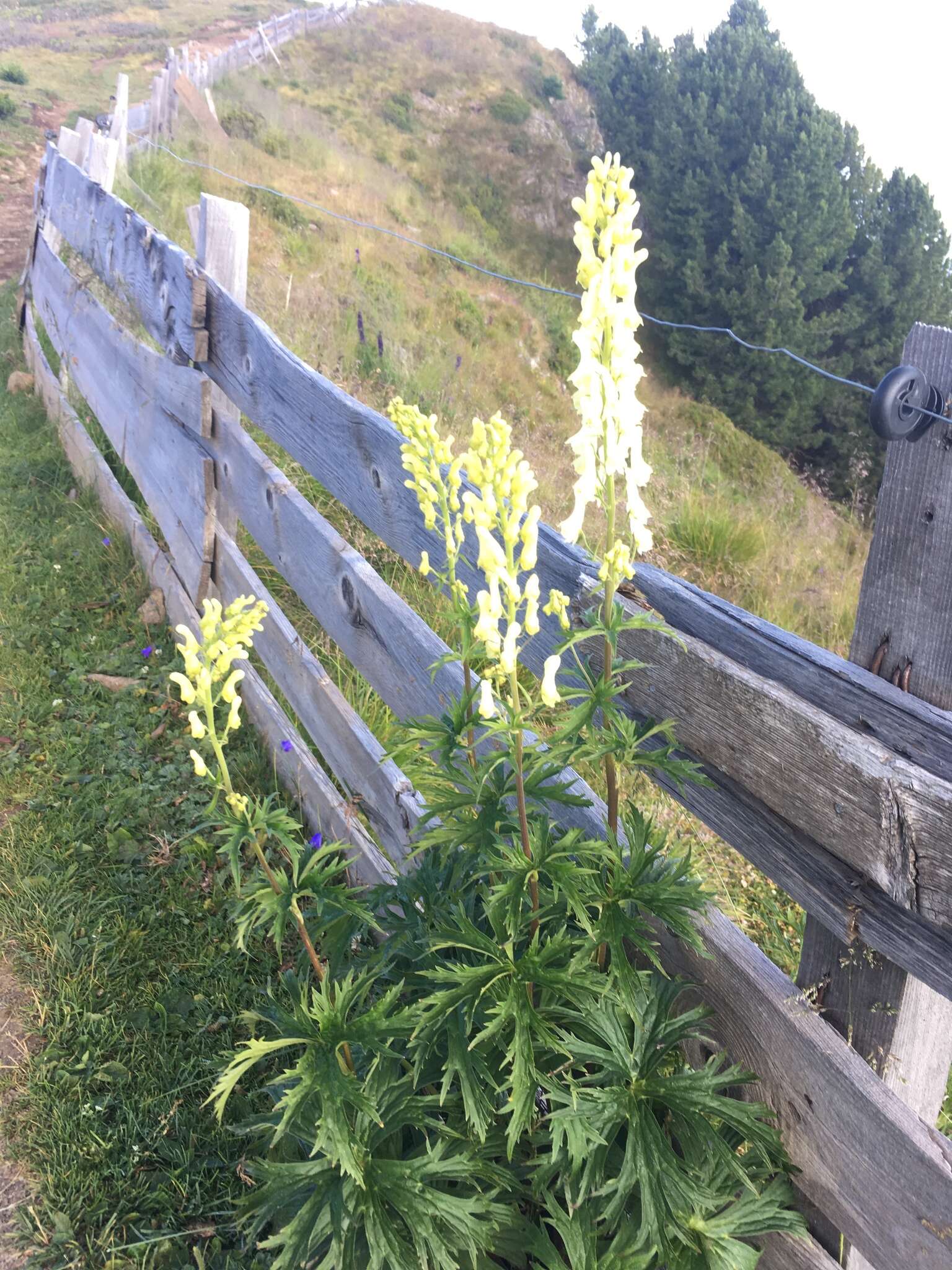 Image of monkshood