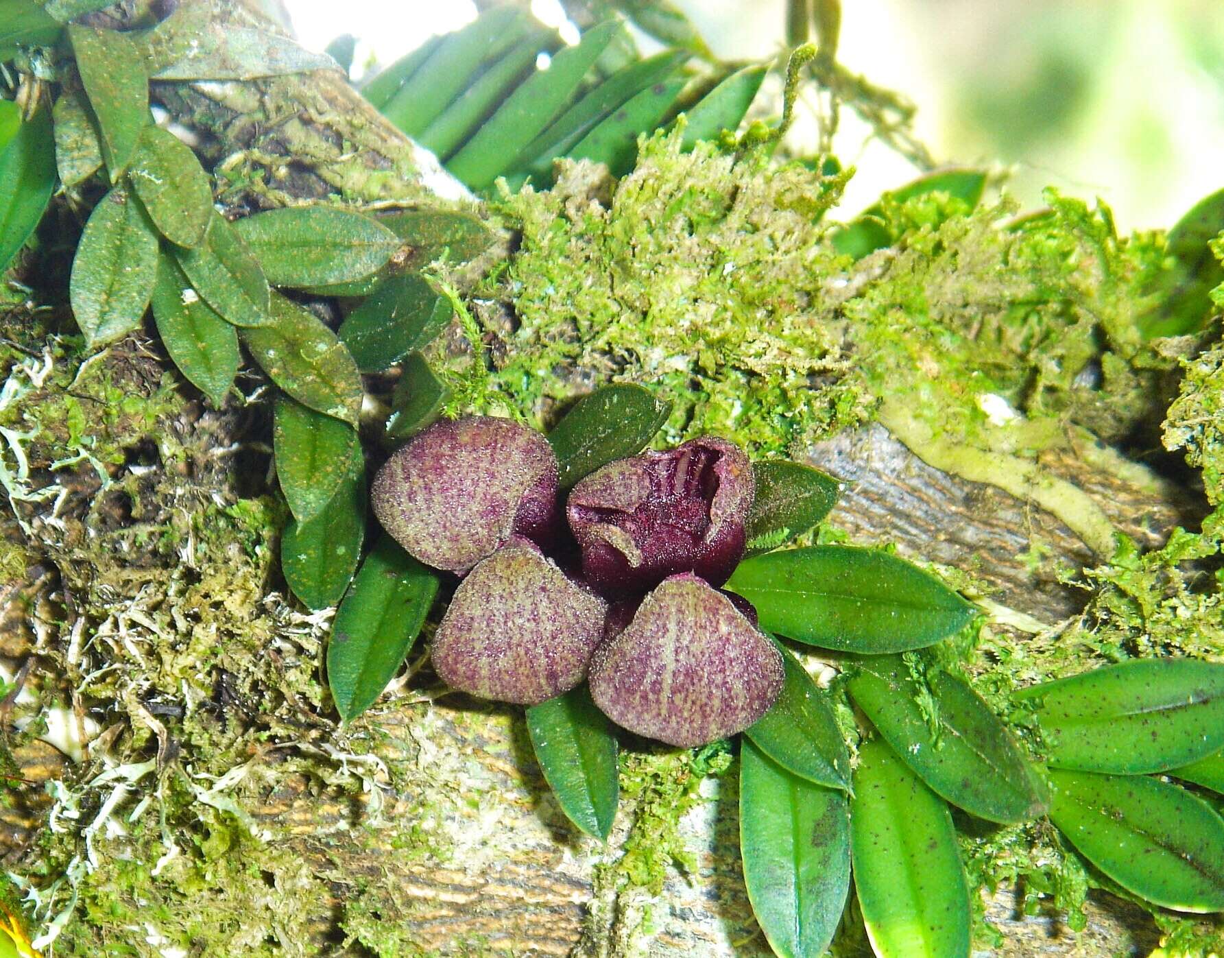 Image of Acianthera bragae (Ruschi) F. Barros
