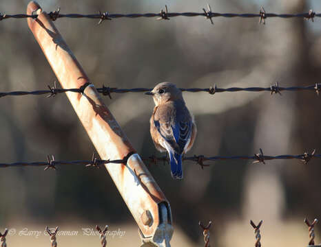 Image of Eastern Bluebird