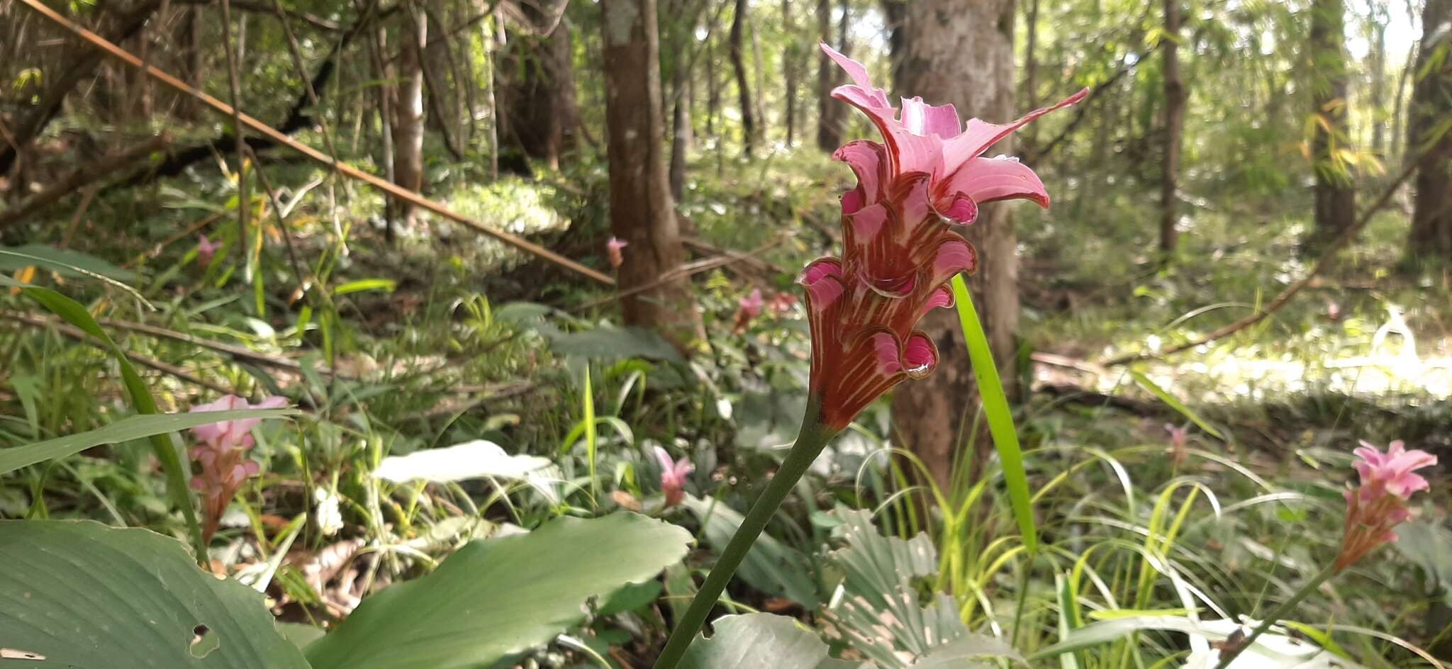 Image de Curcuma rhabdota Sirirugsa & M. F. Newman