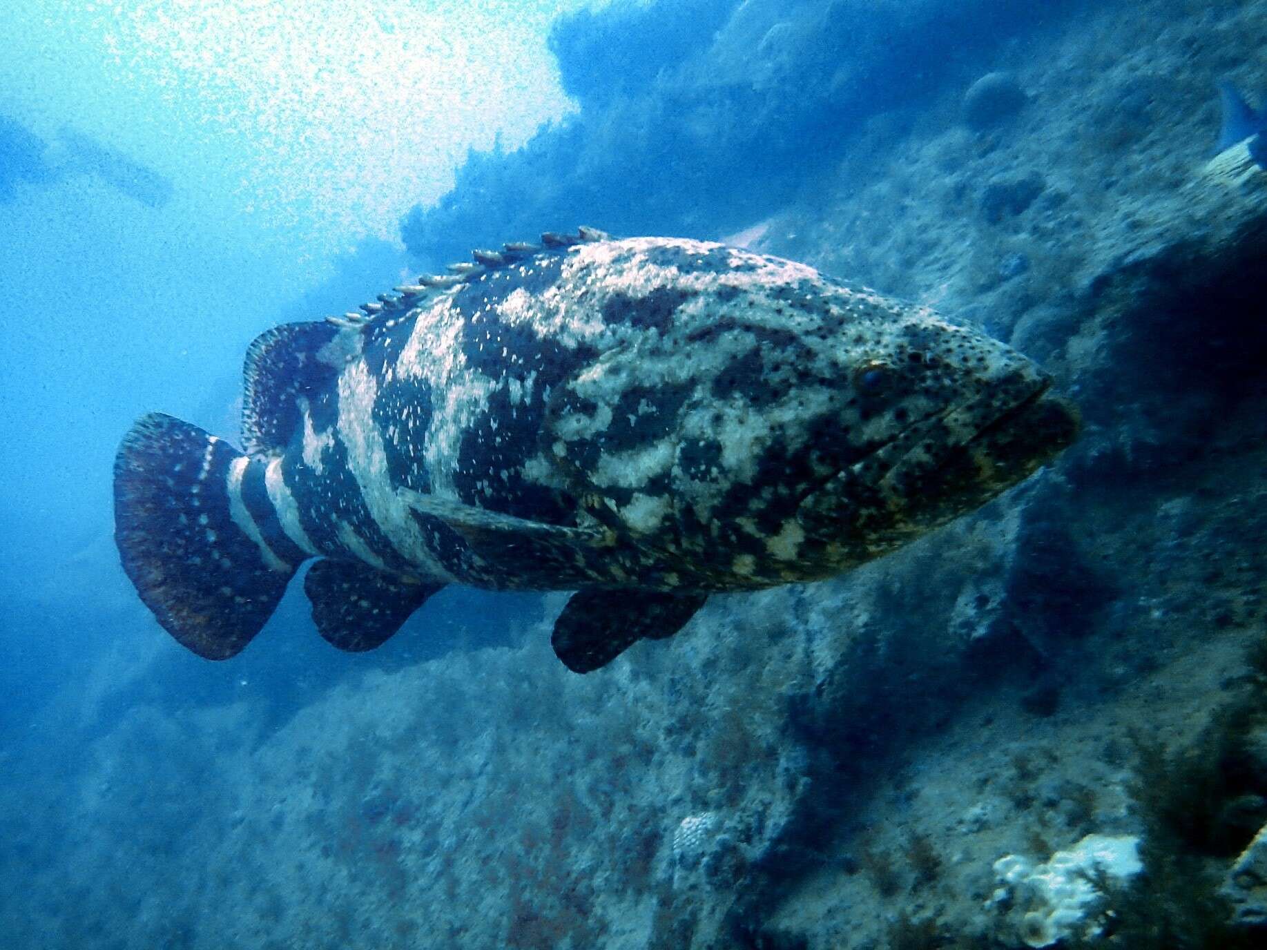 Слика од Epinephelus itajara (Lichtenstein 1822)