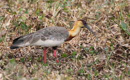 Sivun amazonianiibis kuva