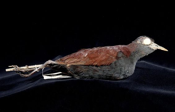 Image of Bald-faced Rail