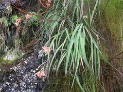 Слика од Gladiolus cardinalis Curtis