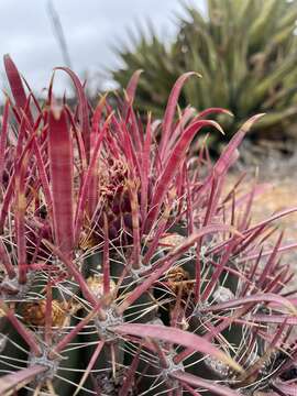 Image of Ferocactus gracilis subsp. coloratus (H. E. Gates) N. P. Taylor