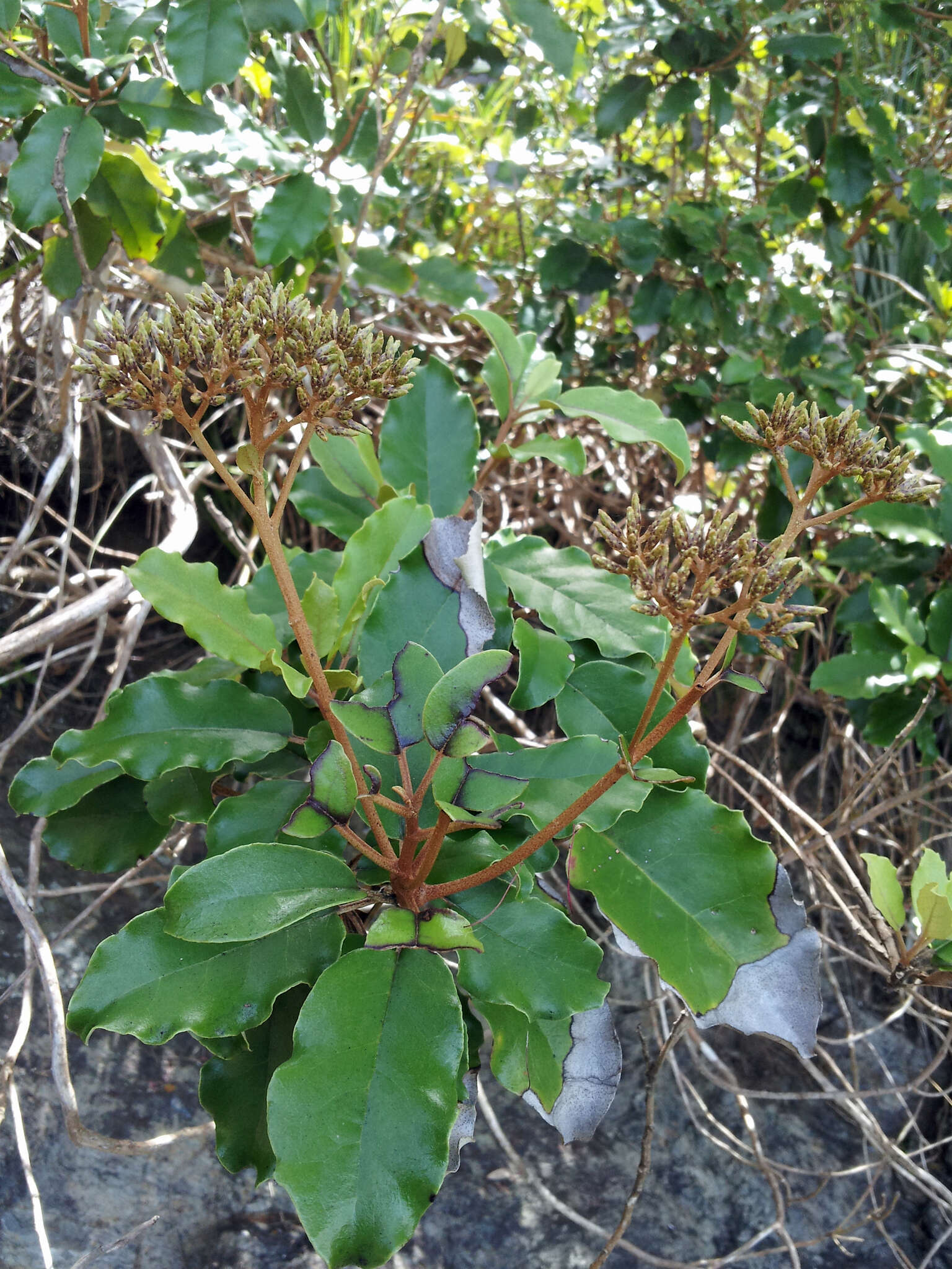 Olearia furfuracea (A. Rich. & Lesson) Hook. fil. resmi