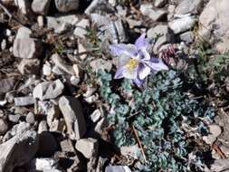 Image of Utah columbine